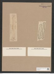 Navicula sp. (de-Toni-Nr.: Genus 1) Zeichnungen Sammlung Grunow Nr. 1518 (NHMW-BOT-W0368044)
